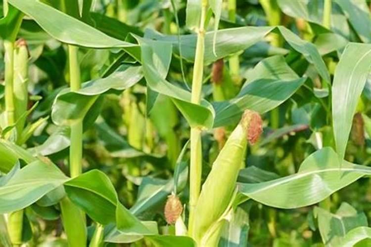 玉米最佳追肥时间是在什么时候？追肥时要注意什么问题？