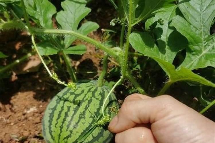 西瓜结果后施什么肥料