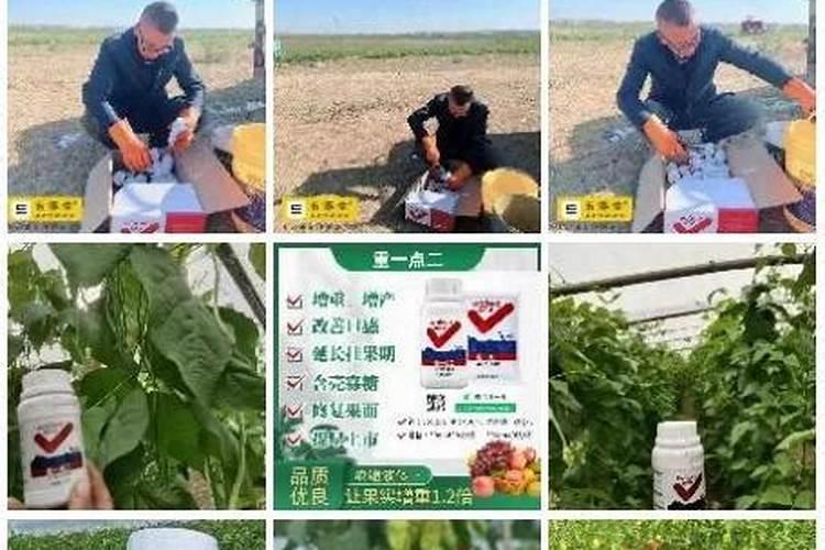 辣椒高产施肥的正确方法(辣样施肥有哪些规律和技巧)