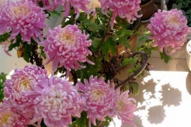 菊花施肥方法,用什么肥好
