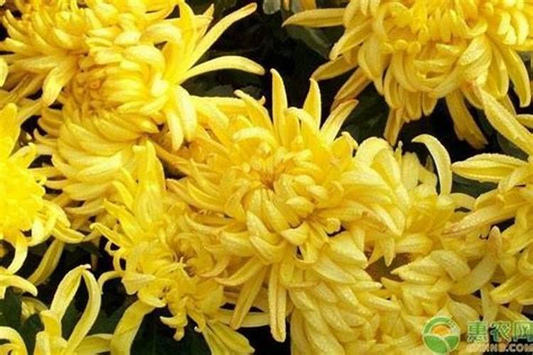 菊花施肥用什么肥料利于开花 种菊花上什么肥最好