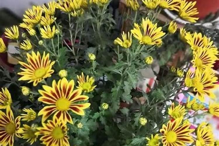 如何给菊花施肥