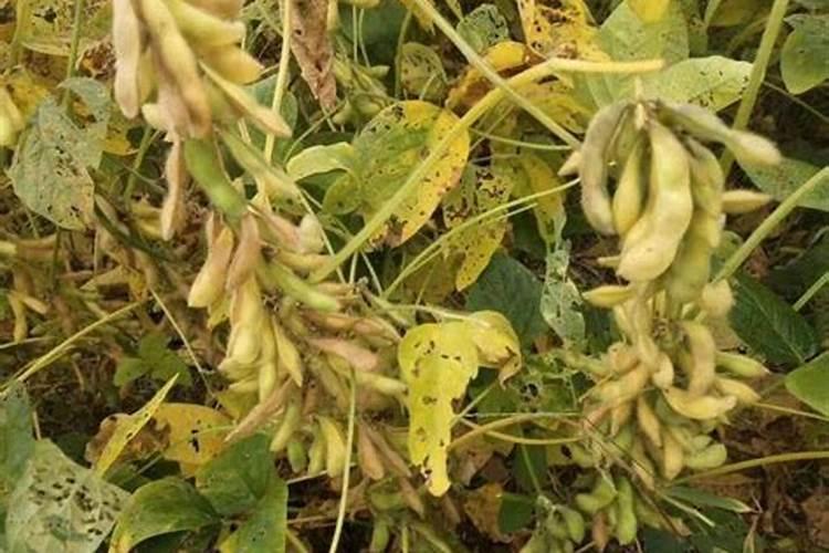 大豆开花后期长豆角时追什么肥