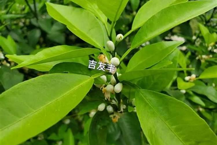 柑橘花芽分化用什么肥