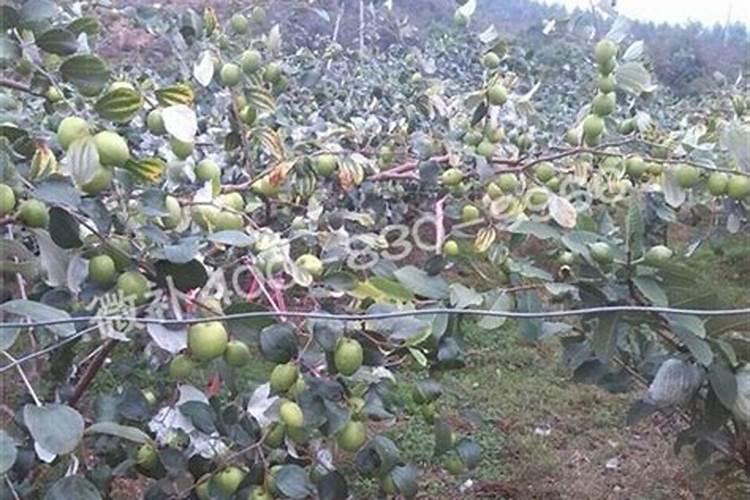 大青枣膨果期喷氨基酸水溶肥可以吗