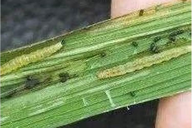硝酸磷肥的含量及作用