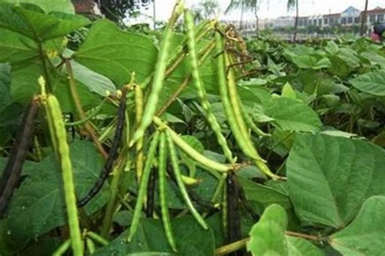 豆子烂了能作肥料吗