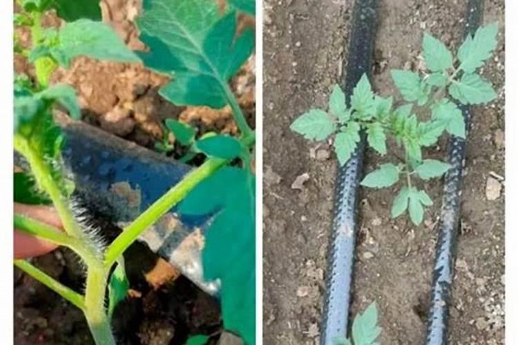 蔬菜定植完以后,如何使用生根剂防止死棵？