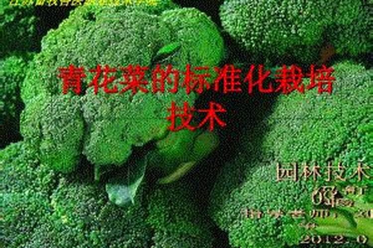 青花菜空茎有办法防治吗 怎么解决花椰菜病害