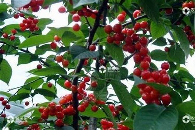 怎样防止梨树落花落果要施什么肥？？打什么农要？？急急急