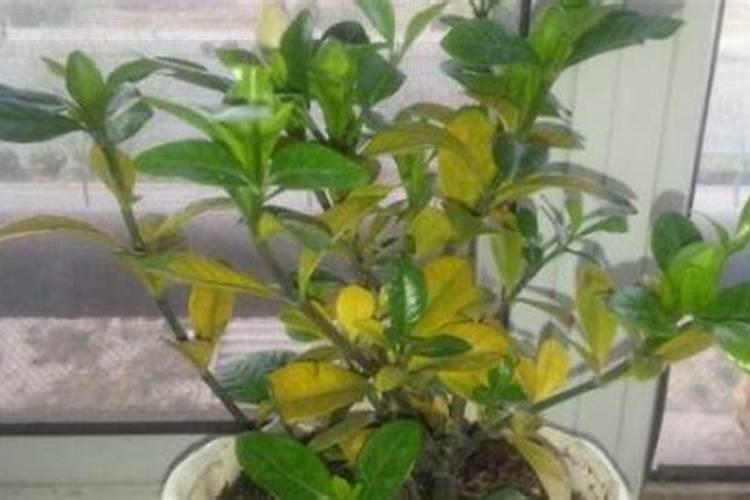 怎样防止茶花干蕾落蕾？