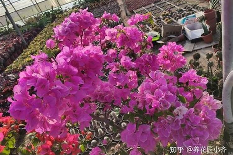 8月份,三角梅在长新叶,此时可以打顶吗？控水促花合适吗？