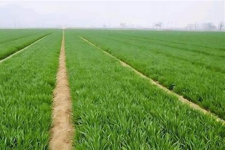 怎样给文竹换土,文竹用什么样的盆土养好