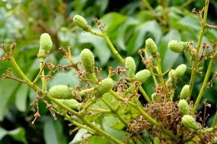 荔枝怎样保花保果
