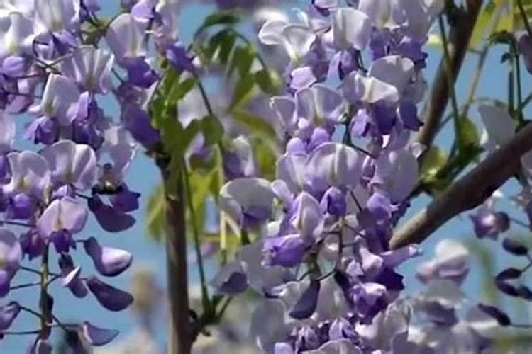 紫藤萝多久开花 紫藤萝花开需要多少时间？