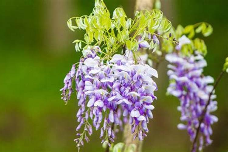 紫藤萝的花语是什么？紫藤萝的寓意和象征