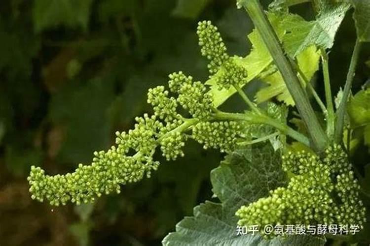 液体缓释氮肥有哪些作用呢？液态氮肥何为氮肥新时代？