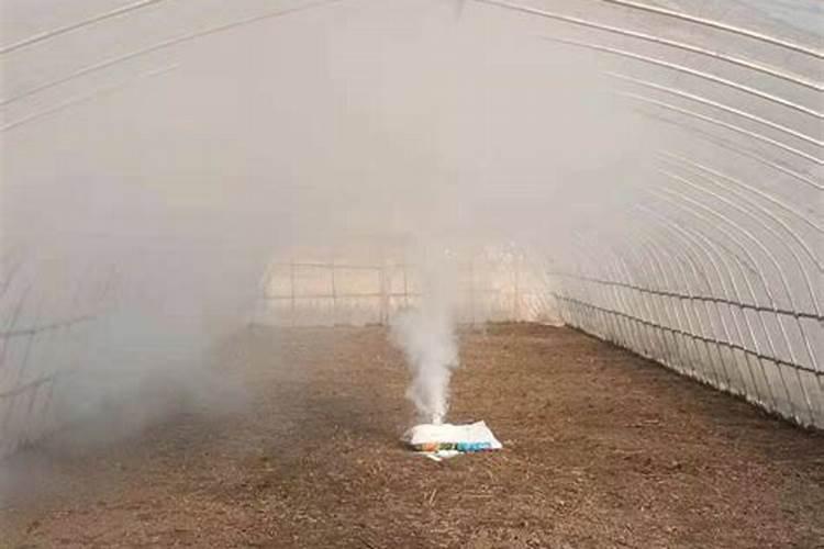 大棚油桃什么时候可以打叶面肥