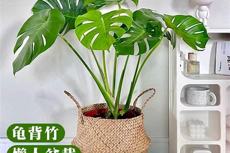 君子兰施什么肥最好