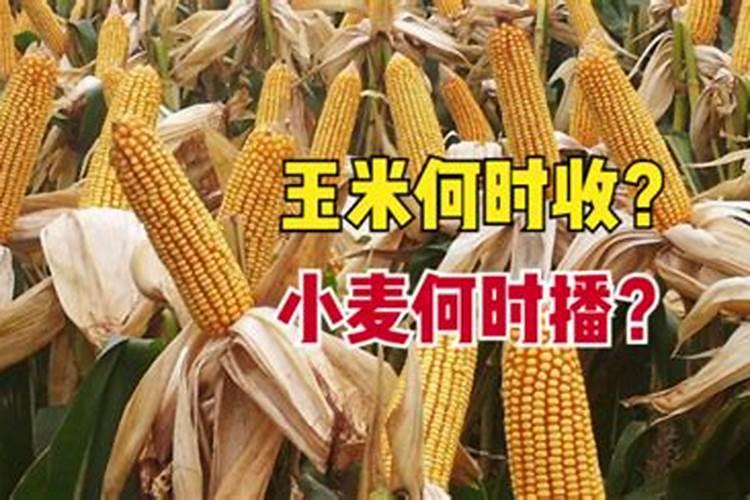 玉米喷施叶面肥效果怎么样