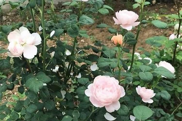 夏季养月季该如何施肥