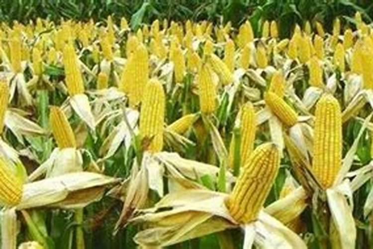 玉米播种,一亩地应该上多少肥料？怎么施肥才能不浪费？