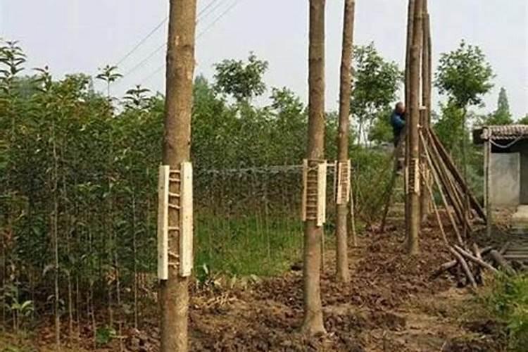 金丝楠木树苗种植技术