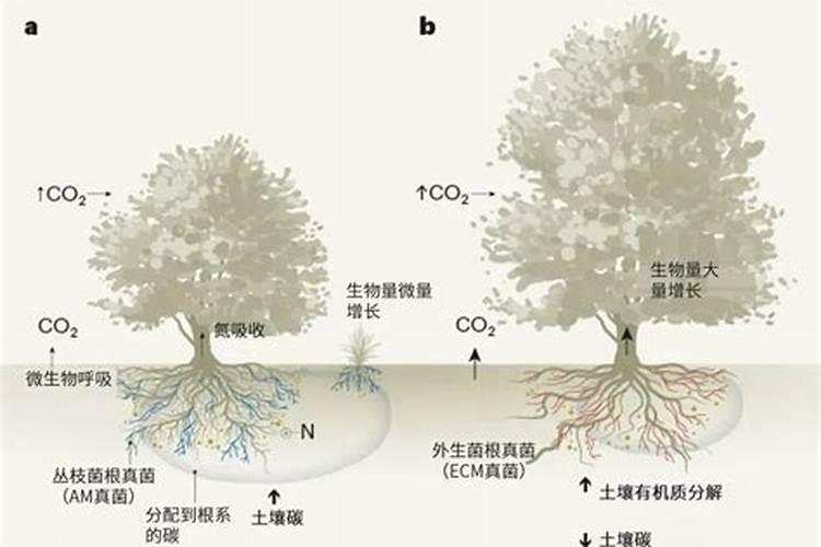 木炭灰可以做种菜肥料吗