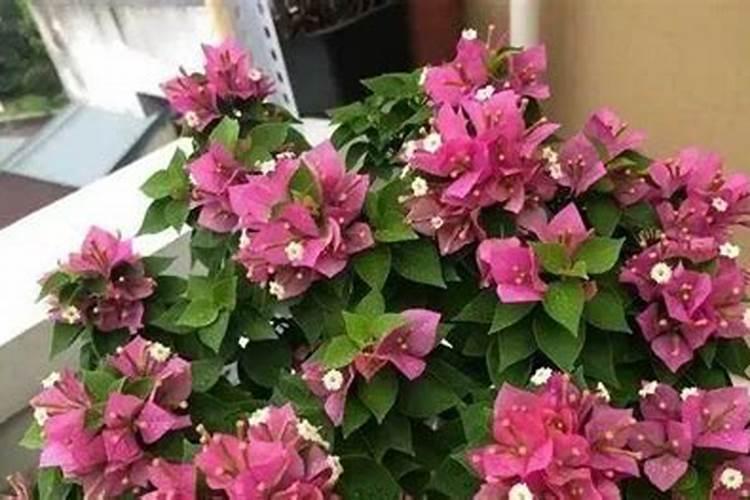 三角梅专用肥可以给茶花吗