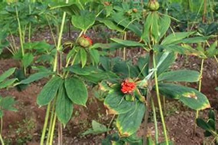 种重楼用什么肥料好
