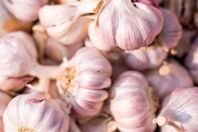 蔬菜种植缺硼有什么症状？如何正确补硼？