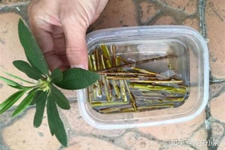 泡根养花技巧;泡完生根水后怎么种植