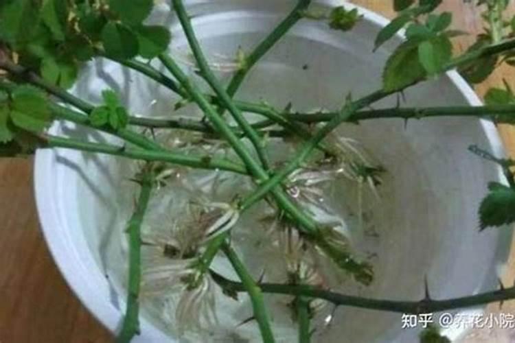 花店买回来的花怎么生根