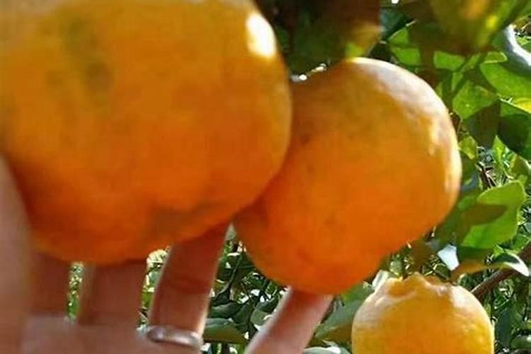 各位大神刚开始用什么肥料好沃甘 先发展