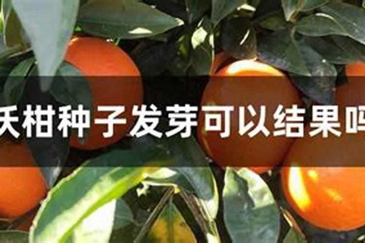 沃柑发芽了怎么种