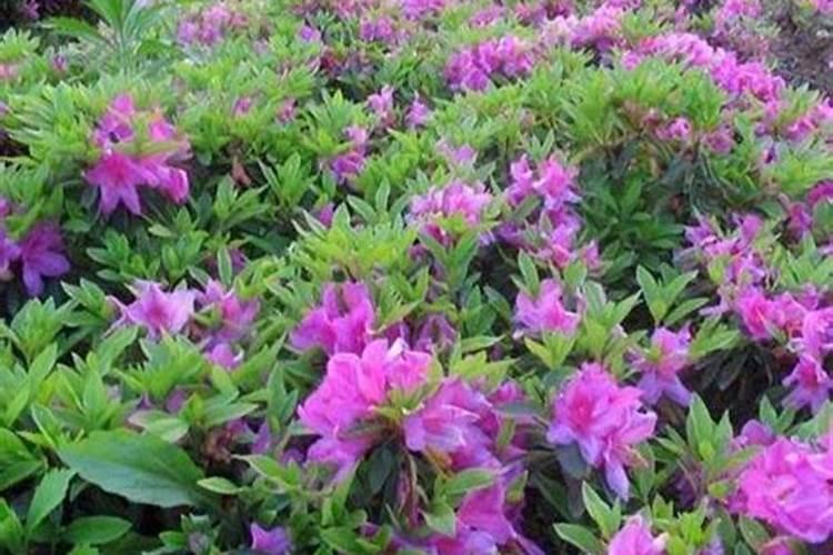 杜鹃开花期间施什么肥