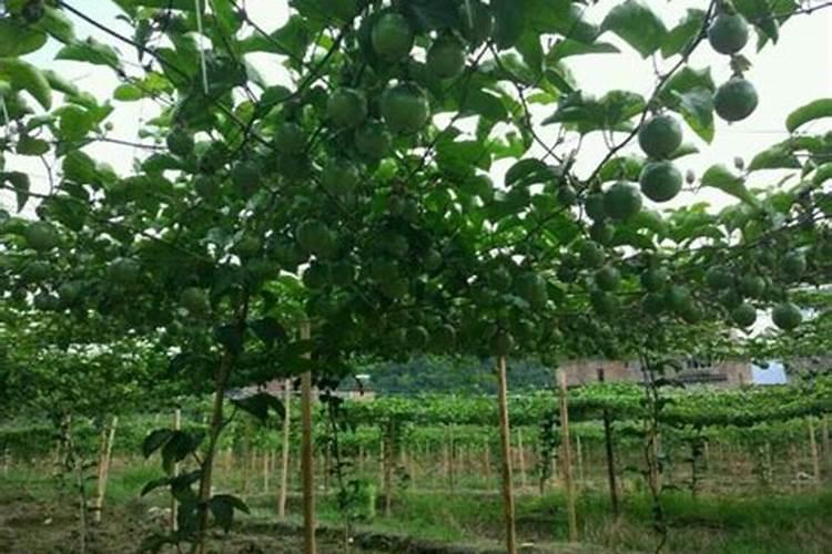 百香果用什么肥料最好