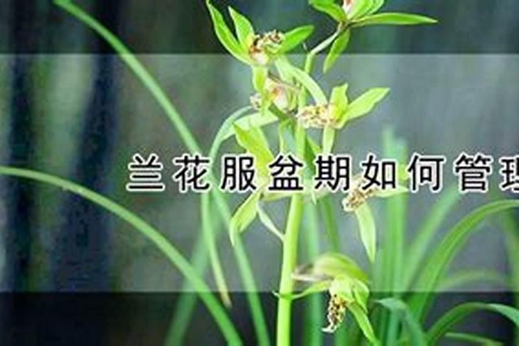 磷酸二氢钾使用方法兰花