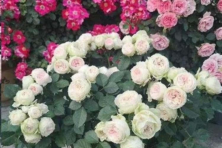 请问我的月季花得了什么病？