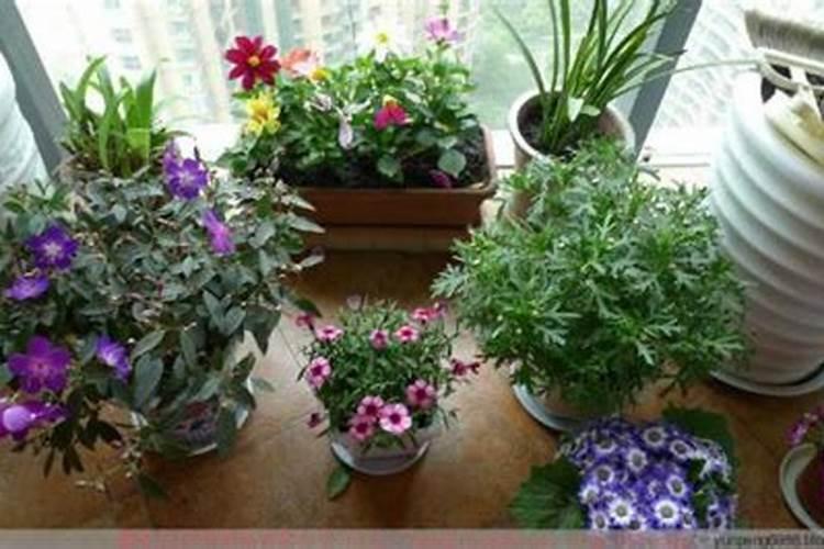 适合所有花的通用花肥品牌,最好的花肥品牌排行榜