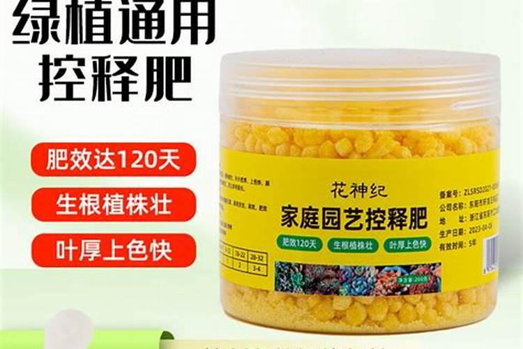 君子兰出花箭到开花要多久？