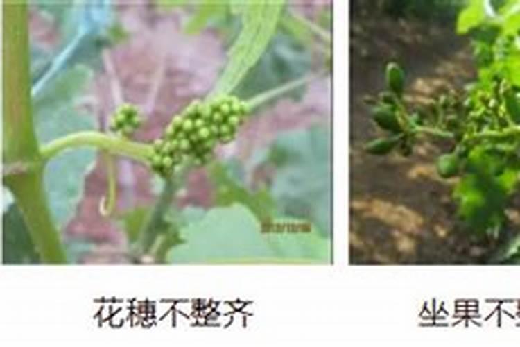 磷酸二氢钾灌根好还是喷叶好  水溶肥是喷叶好还是灌根好