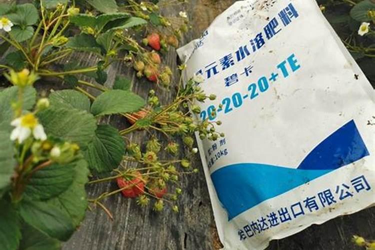 如何养花的技巧和施肥方法,花肥怎么施更有效果