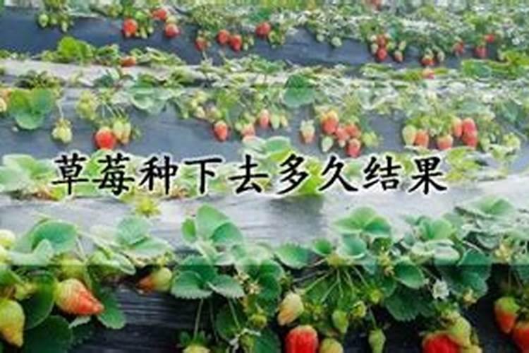 在草莓种植过程中需要补钙吗 草莓缺钙怎么办用什么补钙最好
