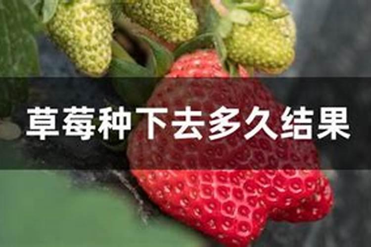 草莓缺钙冲施什么肥料
