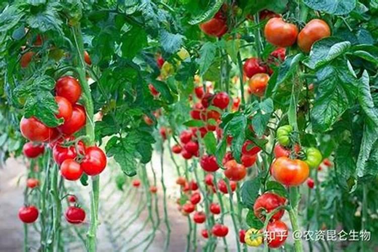喷施什么样的叶面肥能促进西红柿开花坐果
