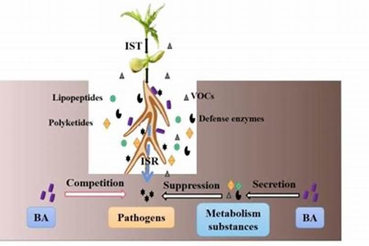 枯草芽孢杆菌和磷酸二氢钾能一起用吗？作水稻叶面肥喷施