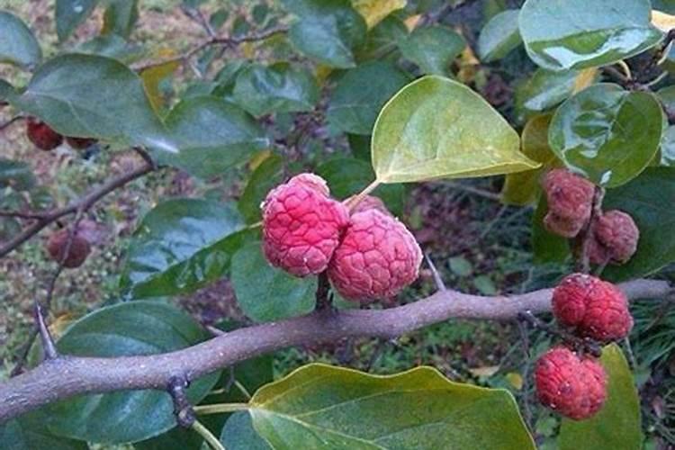 钙肥有哪些种类？