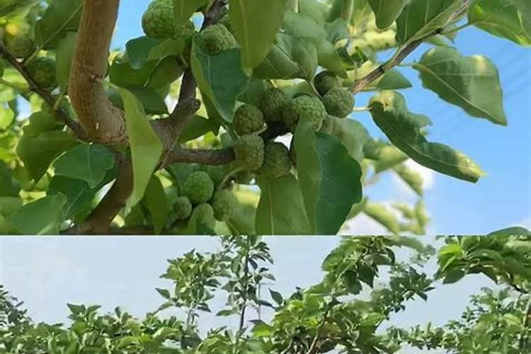 钙肥有那些种类？怎样施用？