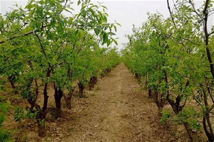 冬枣树今年花开茂盛可不结果,请问需加什么化肥？